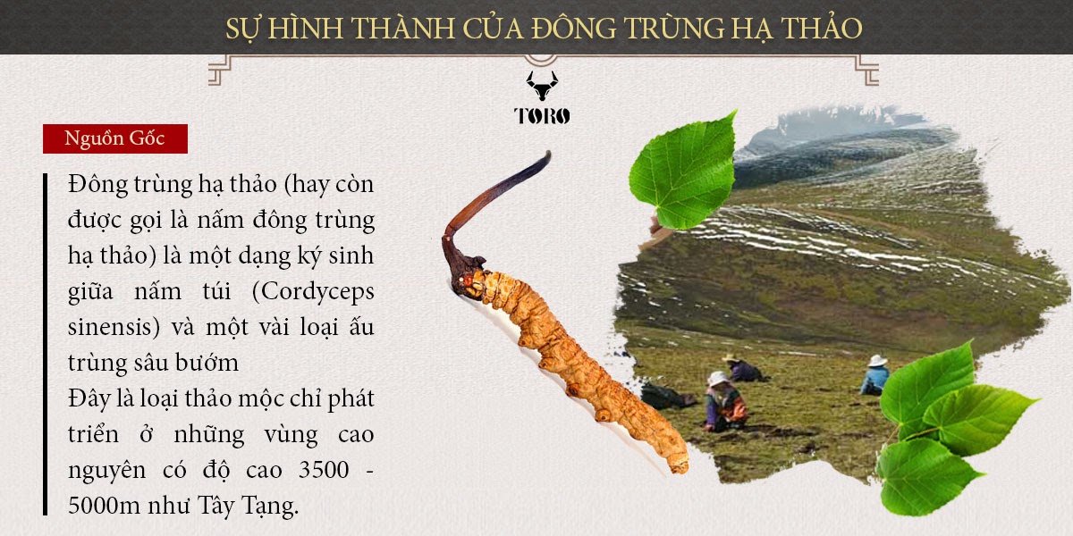  Sỉ Đông trùng hạ thảo cao cấp nguyên con - Tăng cường sinh lý bồi bổ cơ thể - 5g mới nhất