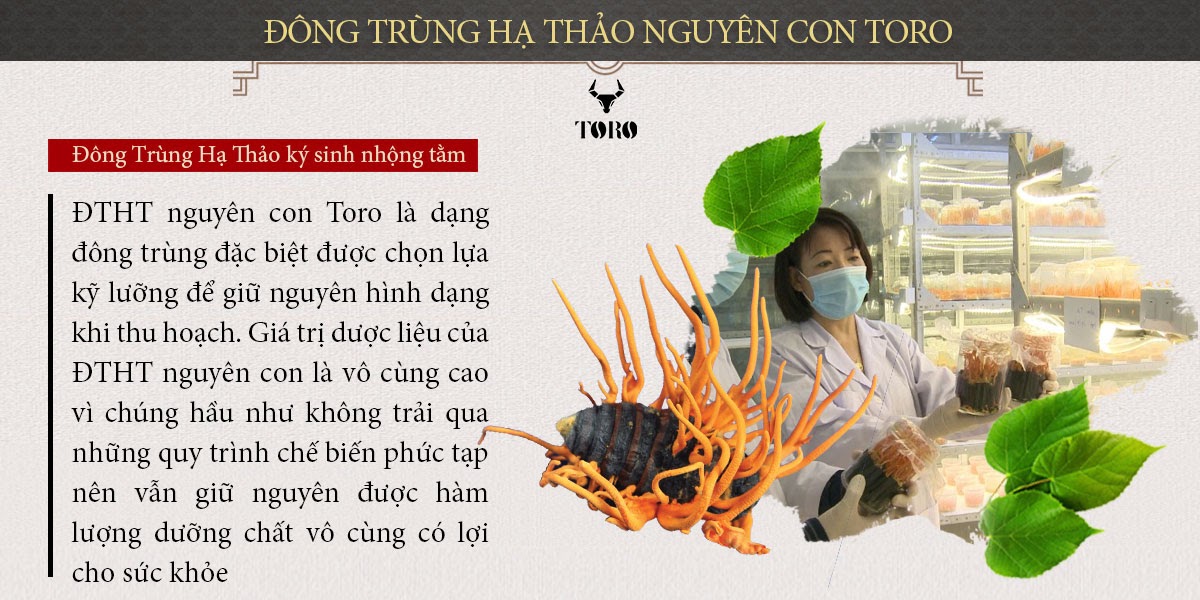  Review Đông trùng hạ thảo cao cấp nguyên con - Tăng cường sinh lý bồi bổ cơ thể - 5g cao cấp